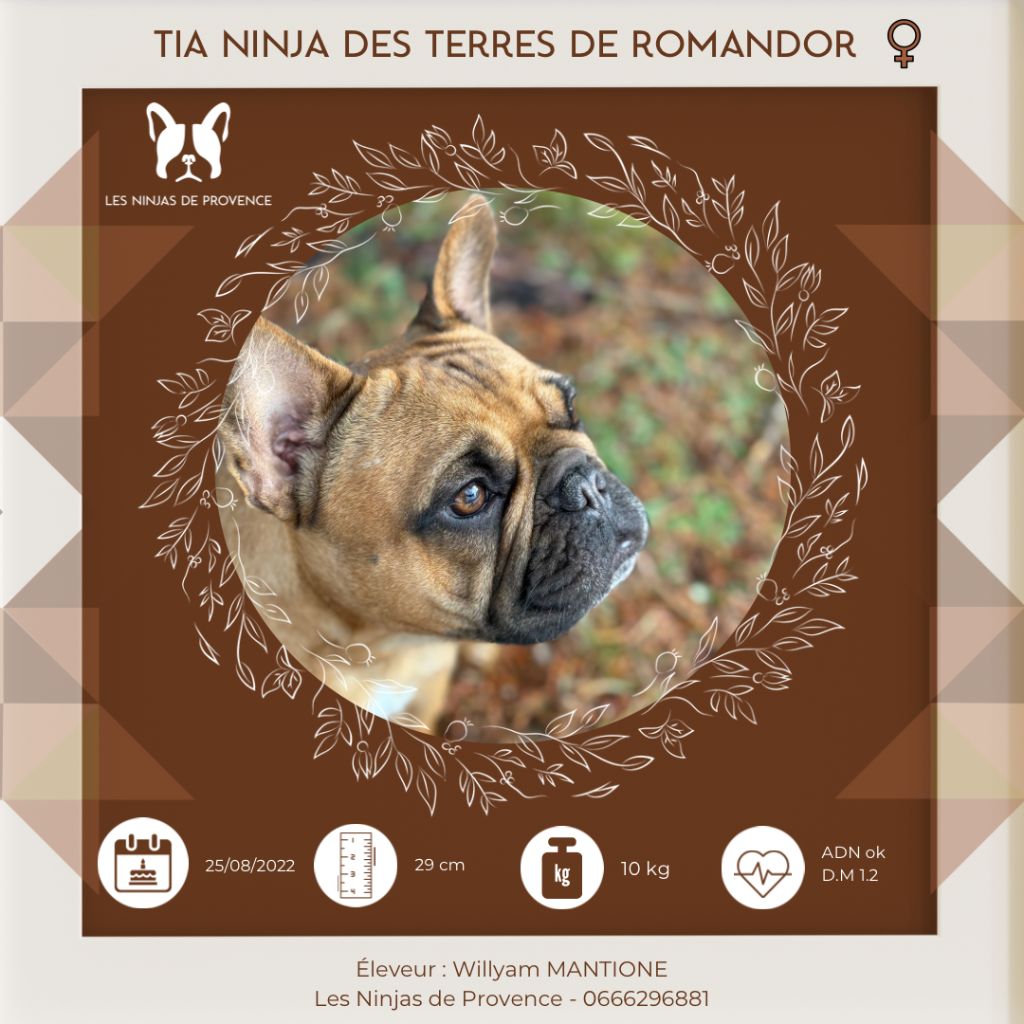 Tia ninja Des Terres De Romandor