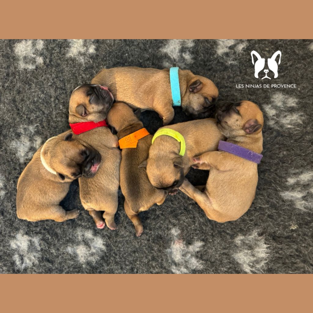 chiot Bouledogue français les Ninjas de Provence