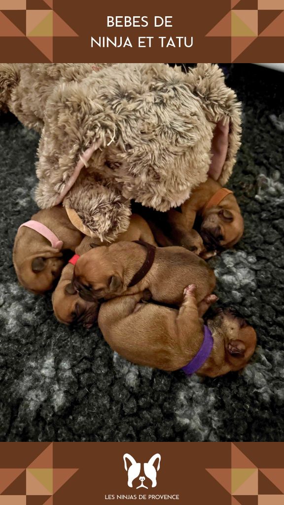 chiot Bouledogue français les Ninjas de Provence