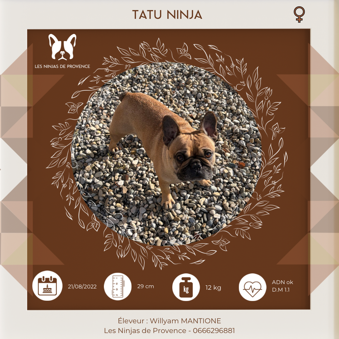 Tatu ninja (Sans Affixe)