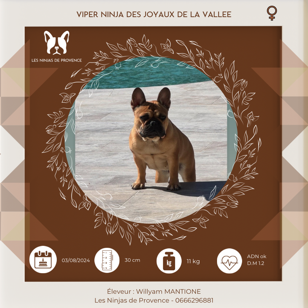 Viper Ninja des joyaux de la vallée