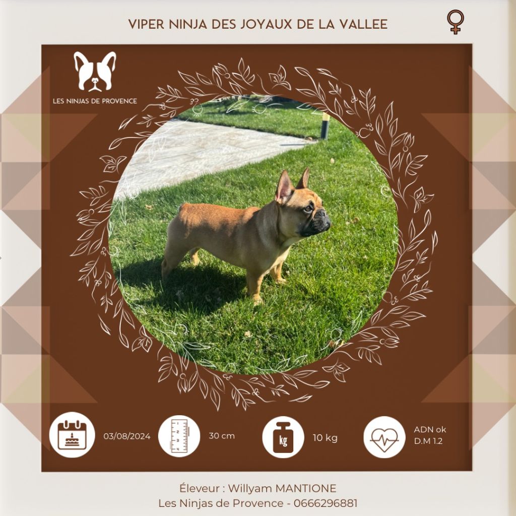 Viper des joyaux de la vallée