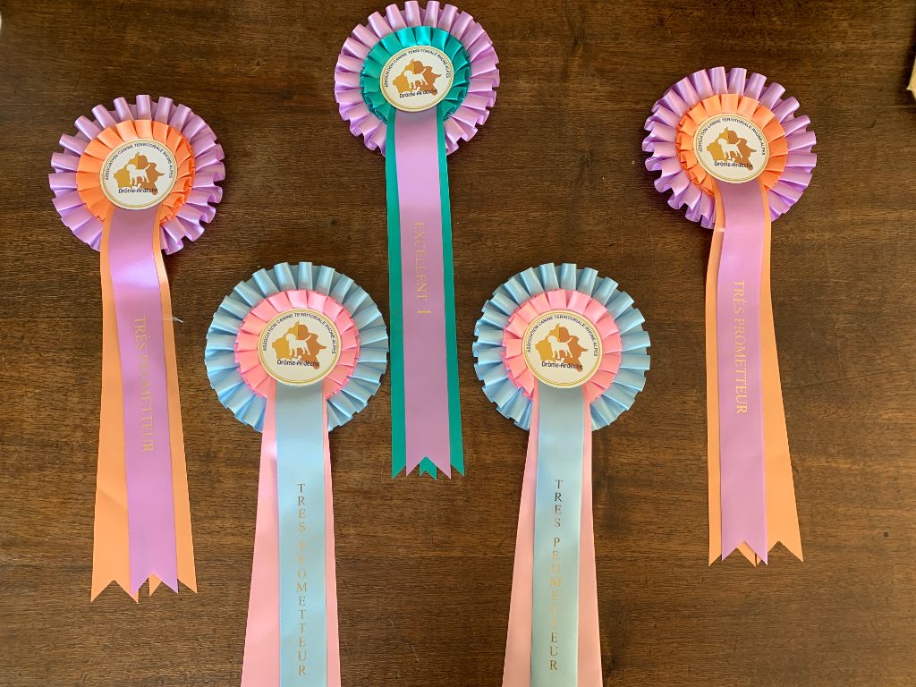 les Ninjas de Provence - Concours canin MONTELIMAR 2023