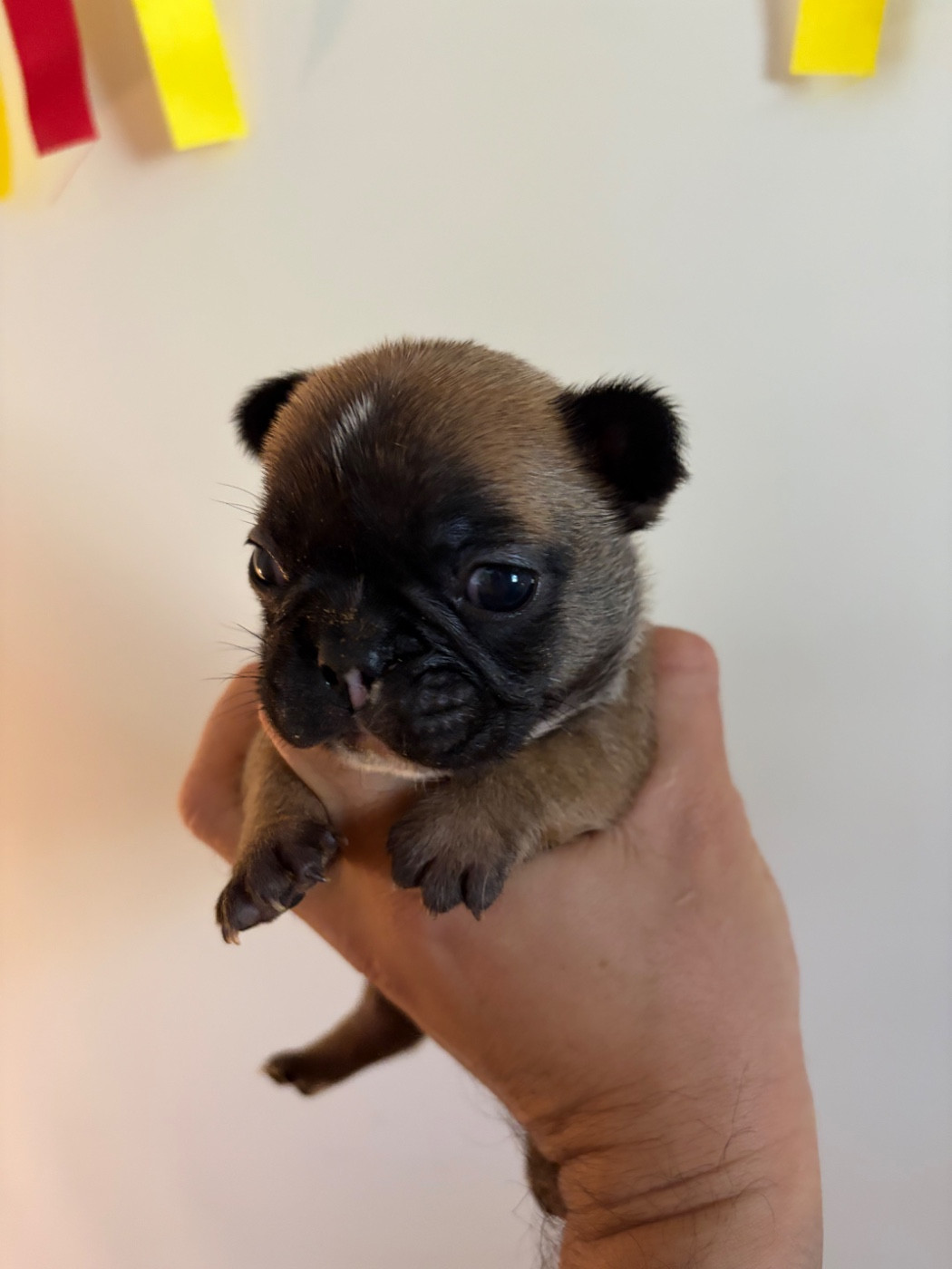 les Ninjas de Provence - Chiots disponibles - Bouledogue français