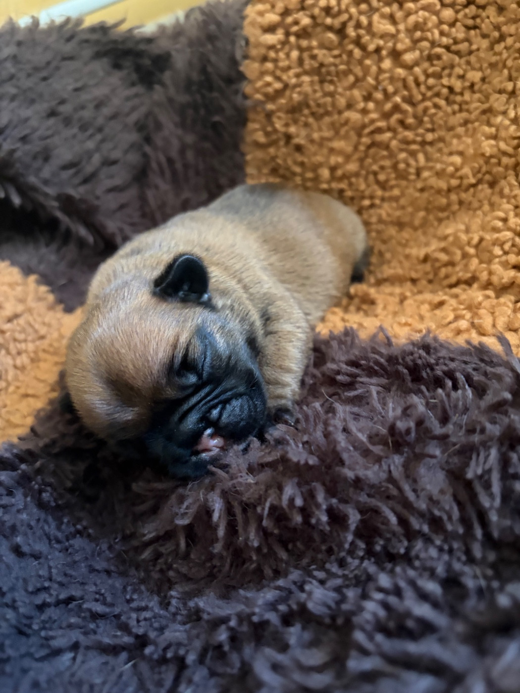 les Ninjas de Provence - Chiots disponibles - Bouledogue français