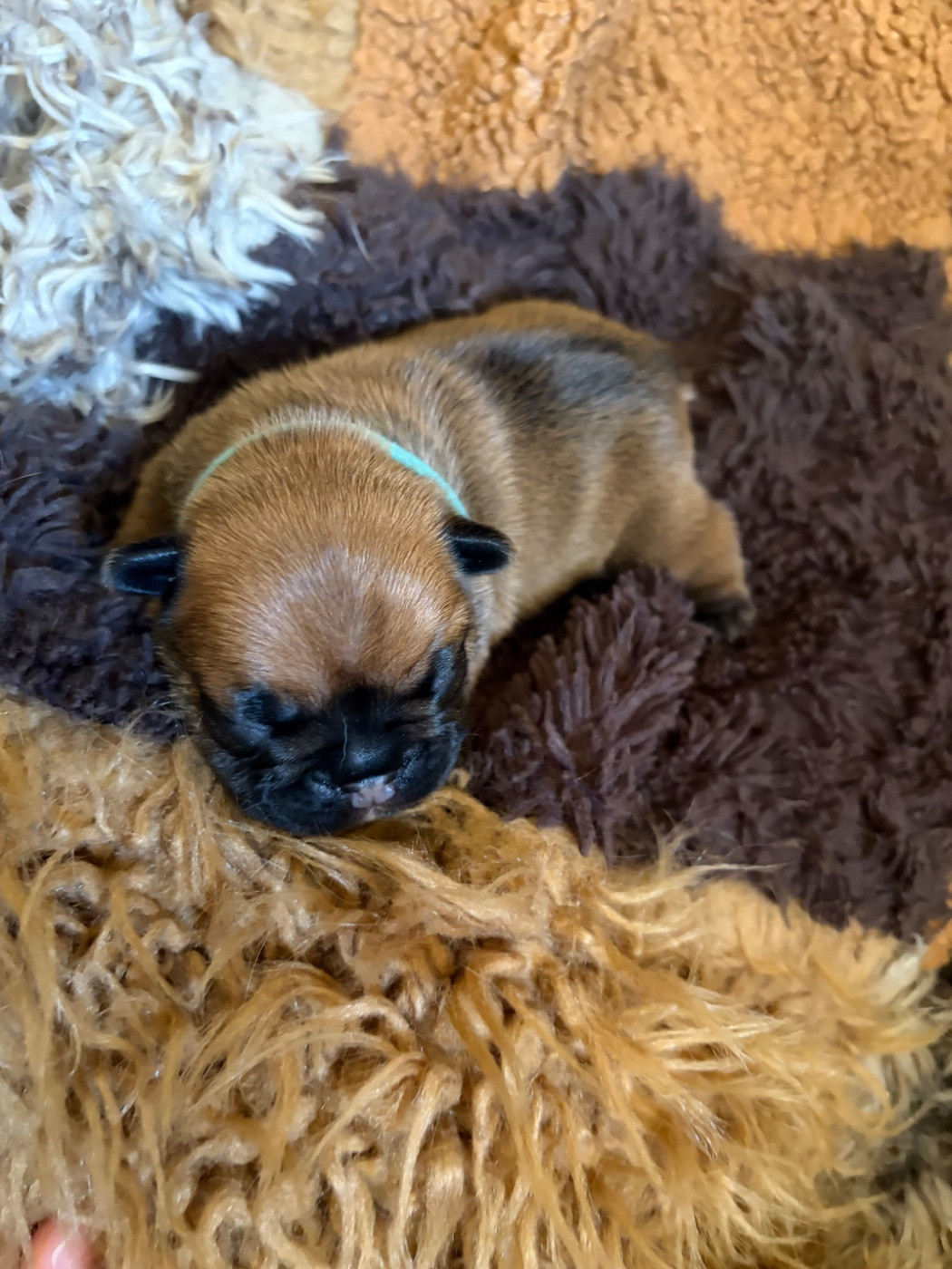 les Ninjas de Provence - Chiots disponibles - Bouledogue français