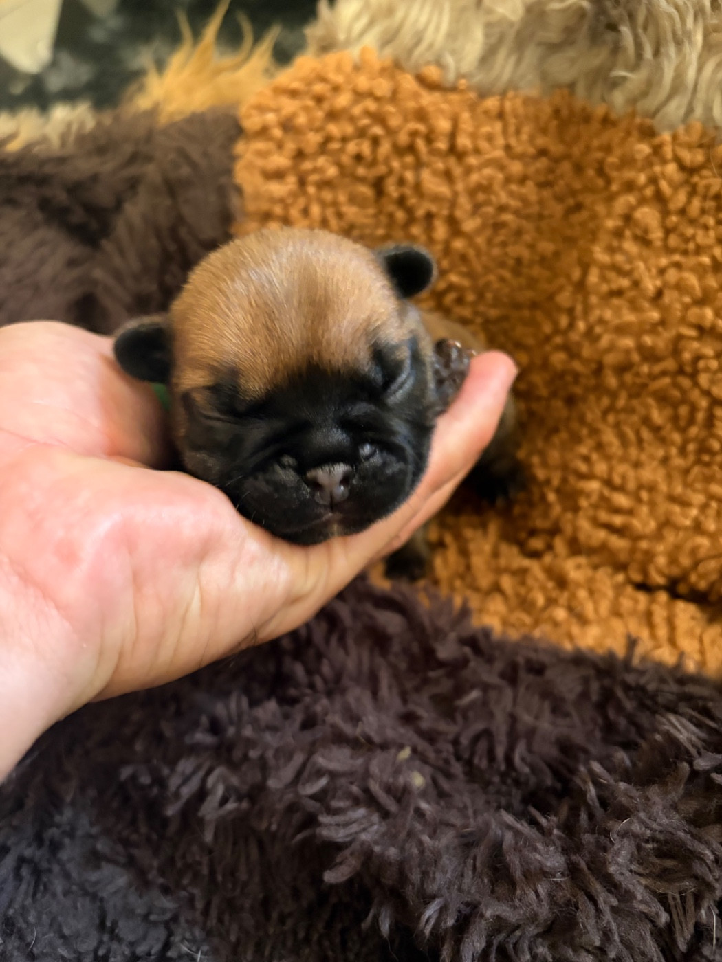 les Ninjas de Provence - Chiots disponibles - Bouledogue français