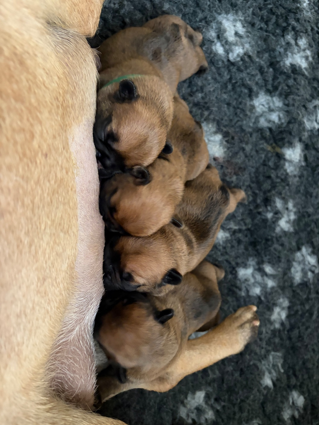 Chiot Bouledogue français les Ninjas de Provence
