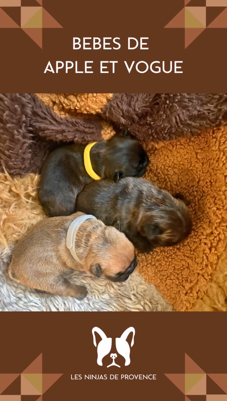 les Ninjas de Provence - Bouledogue français - Portée née le 20/07/2026