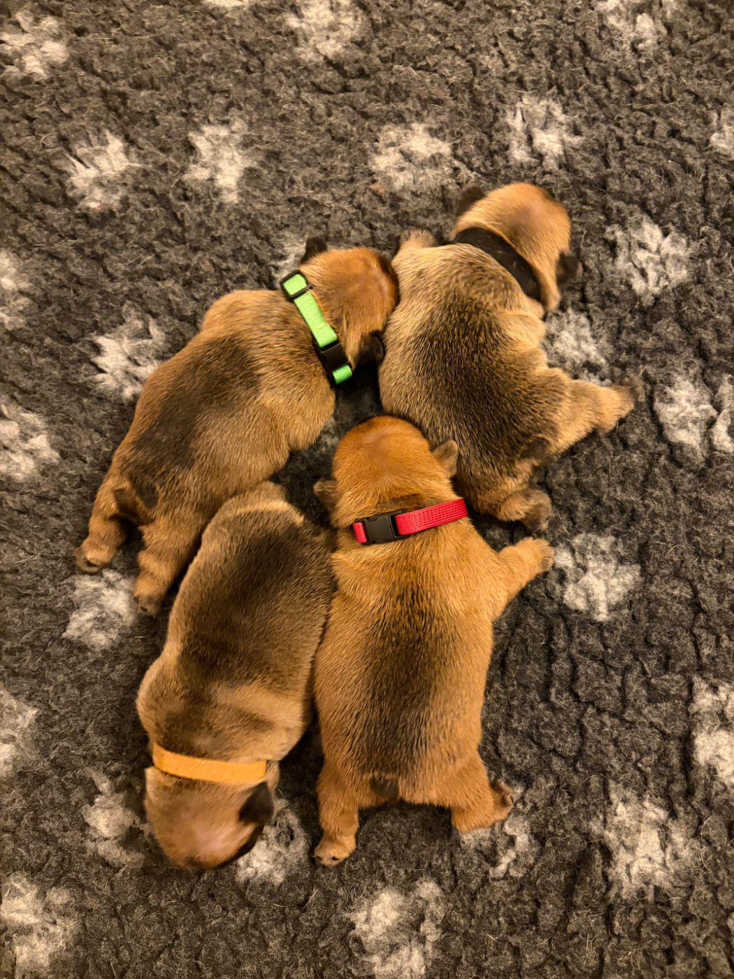 Chiot Bouledogue français les Ninjas de Provence