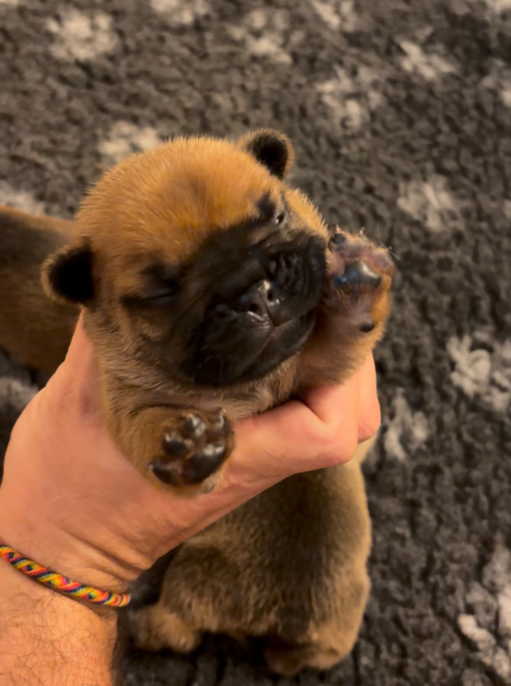 les Ninjas de Provence - Chiots disponibles - Bouledogue français