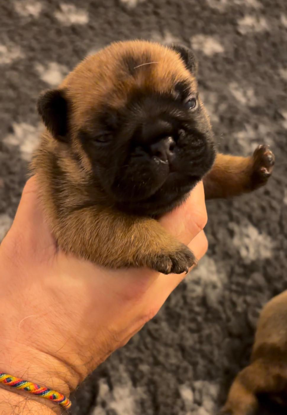 les Ninjas de Provence - Chiots disponibles - Bouledogue français