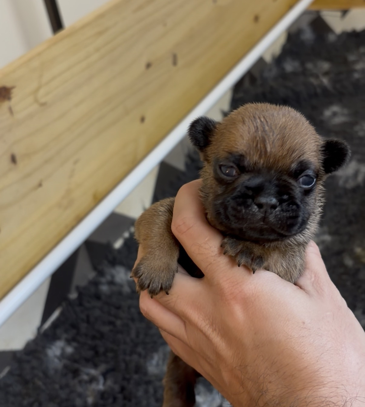 les Ninjas de Provence - Chiots disponibles - Bouledogue français