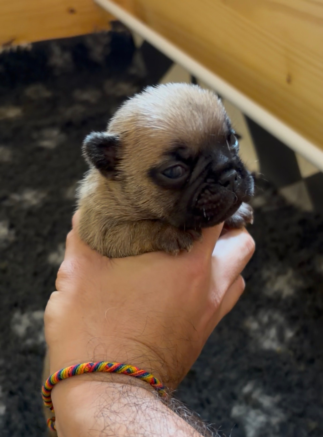 les Ninjas de Provence - Chiots disponibles - Bouledogue français