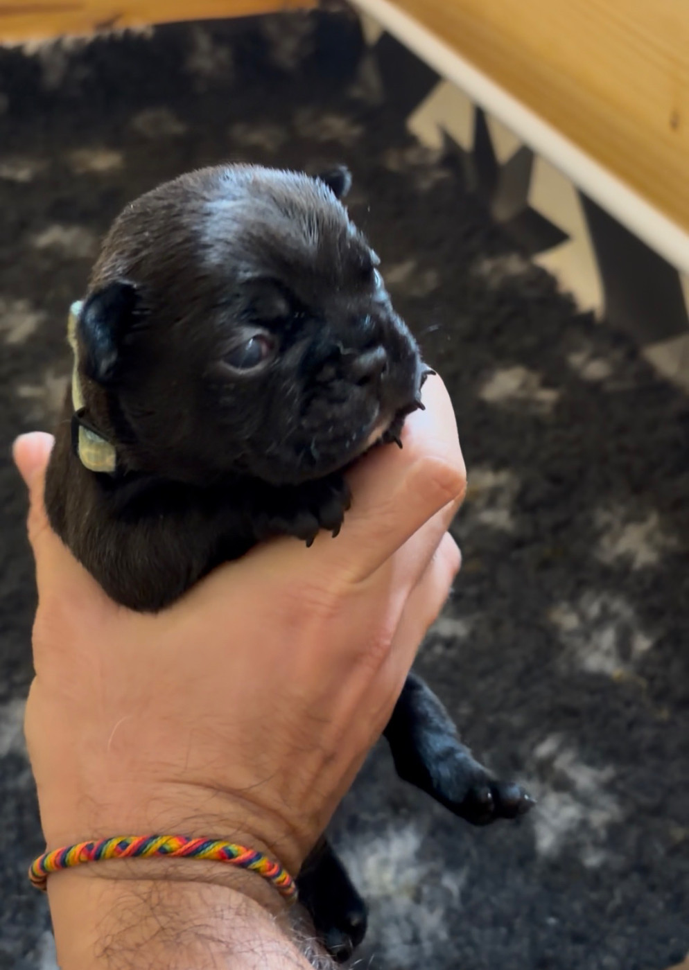 les Ninjas de Provence - Chiots disponibles - Bouledogue français