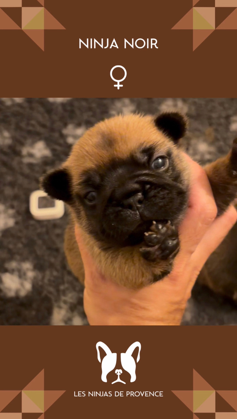 les Ninjas de Provence - Chiots disponibles - Bouledogue français