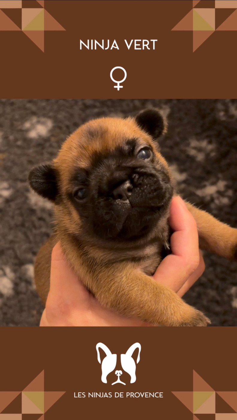 les Ninjas de Provence - Chiots disponibles - Bouledogue français