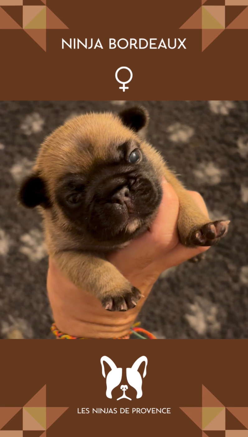 les Ninjas de Provence - Chiots disponibles - Bouledogue français