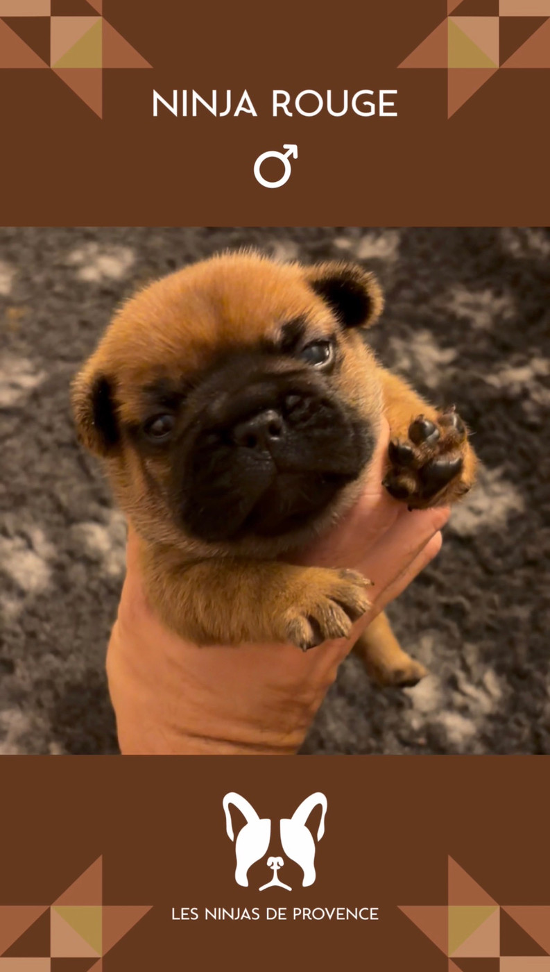 les Ninjas de Provence - Chiots disponibles - Bouledogue français