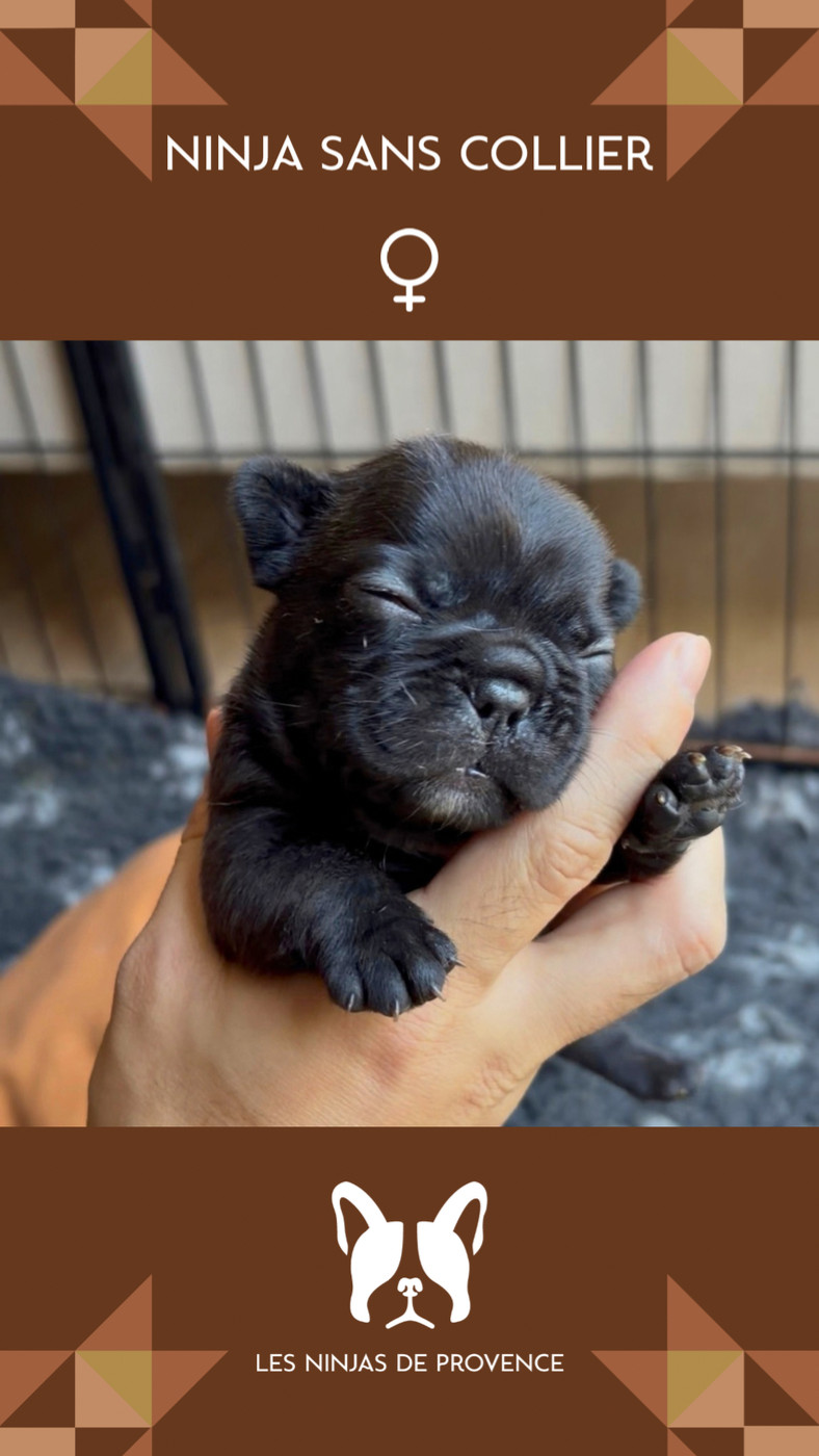 les Ninjas de Provence - Chiots disponibles - Bouledogue français