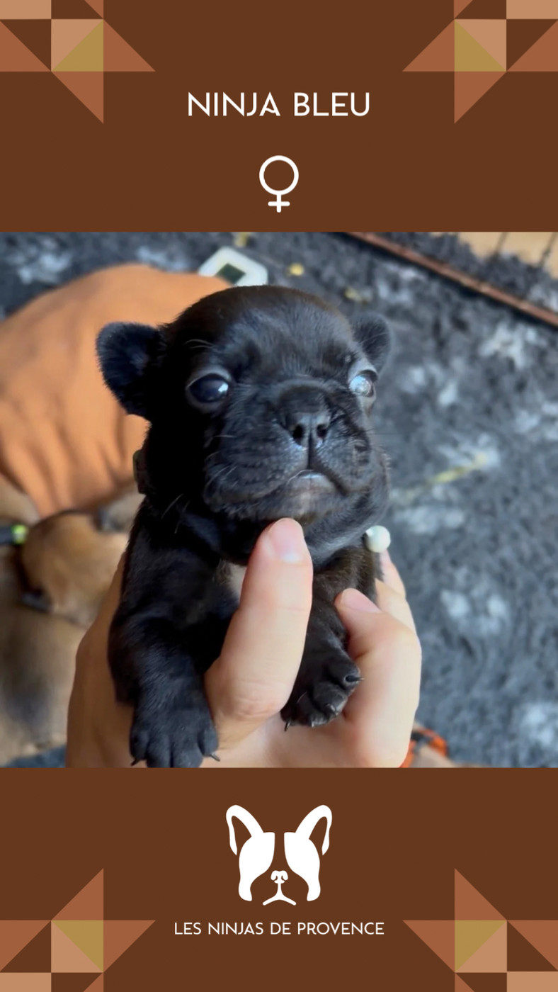les Ninjas de Provence - Chiots disponibles - Bouledogue français