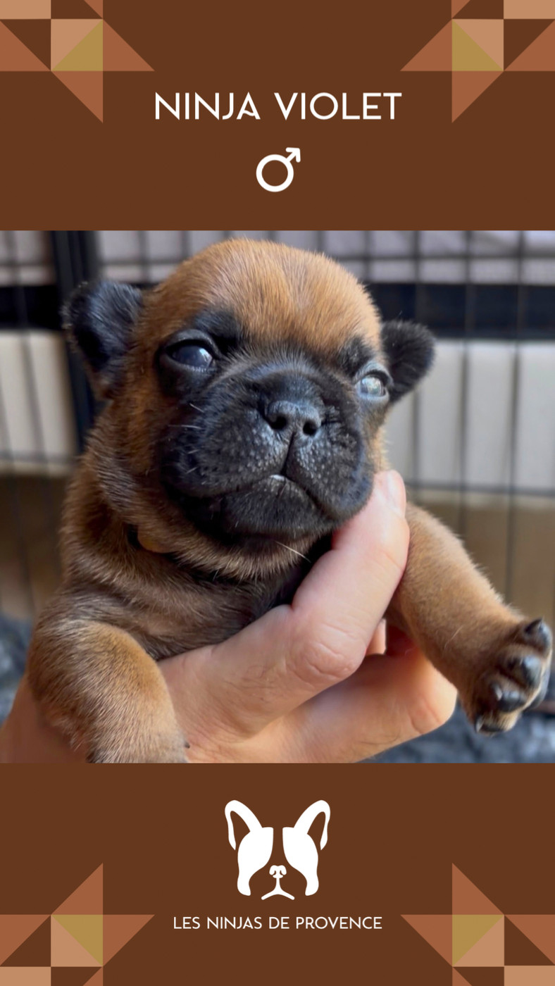 les Ninjas de Provence - Chiots disponibles - Bouledogue français