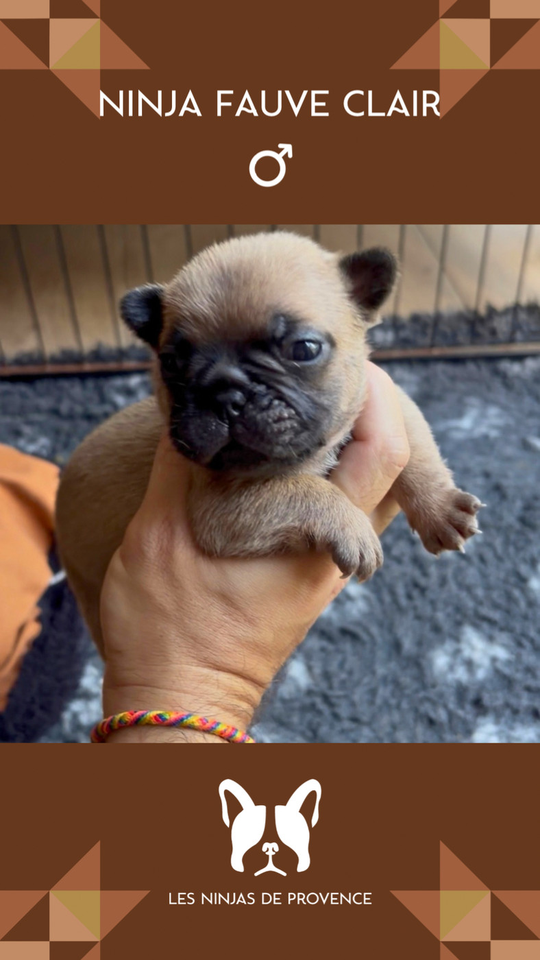 les Ninjas de Provence - Chiots disponibles - Bouledogue français