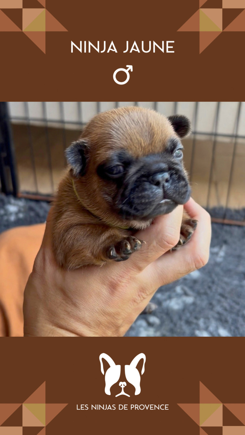 les Ninjas de Provence - Chiots disponibles - Bouledogue français