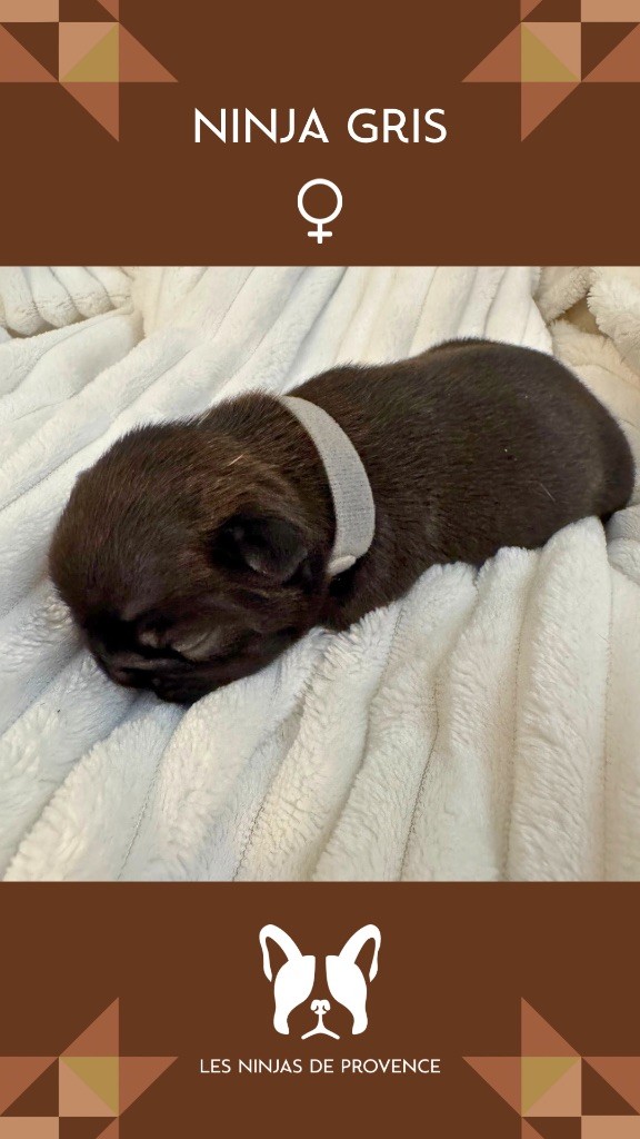 les Ninjas de Provence - Chiots disponibles - Bouledogue français