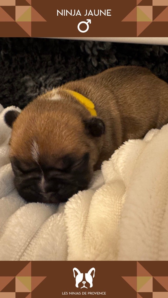 les Ninjas de Provence - Chiots disponibles - Bouledogue français